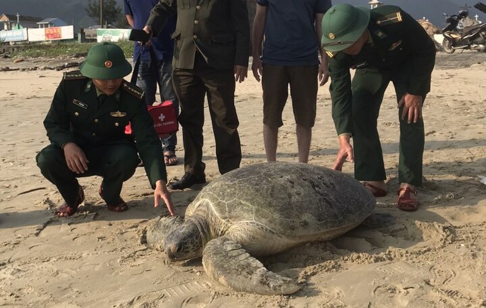 Rùa biển khổng lồ quý hiếm nặng 1 tạ mắc lưới ngư dân Thừa Thiên - Huế - Ảnh 1.
