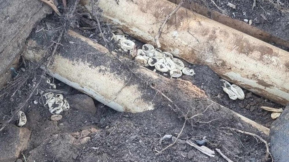 Úc: Bé 2 tuổi đuổi theo rắn độc, phát hiện điều kinh dị - Ảnh 2.