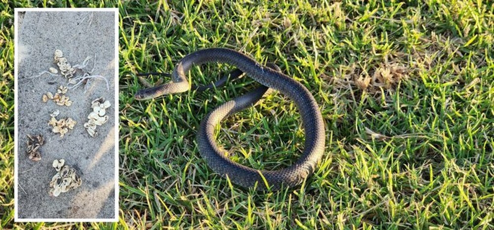 Úc: Bé 2 tuổi đuổi theo rắn độc, phát hiện điều kinh dị - Ảnh 1.