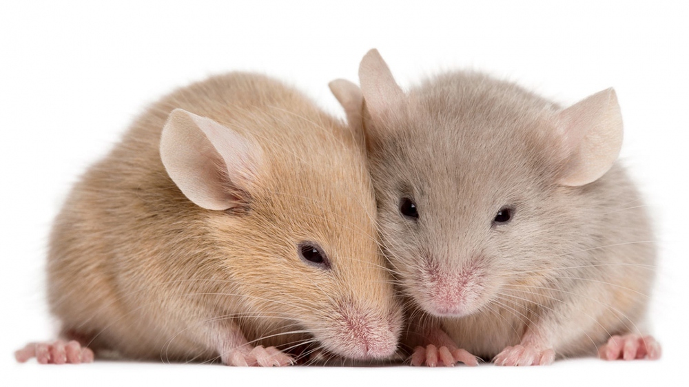 Các nhà khoa học lần đầu tiên tạo ra chuột con từ tế bào của 2 con chuột đực - Ảnh 1.