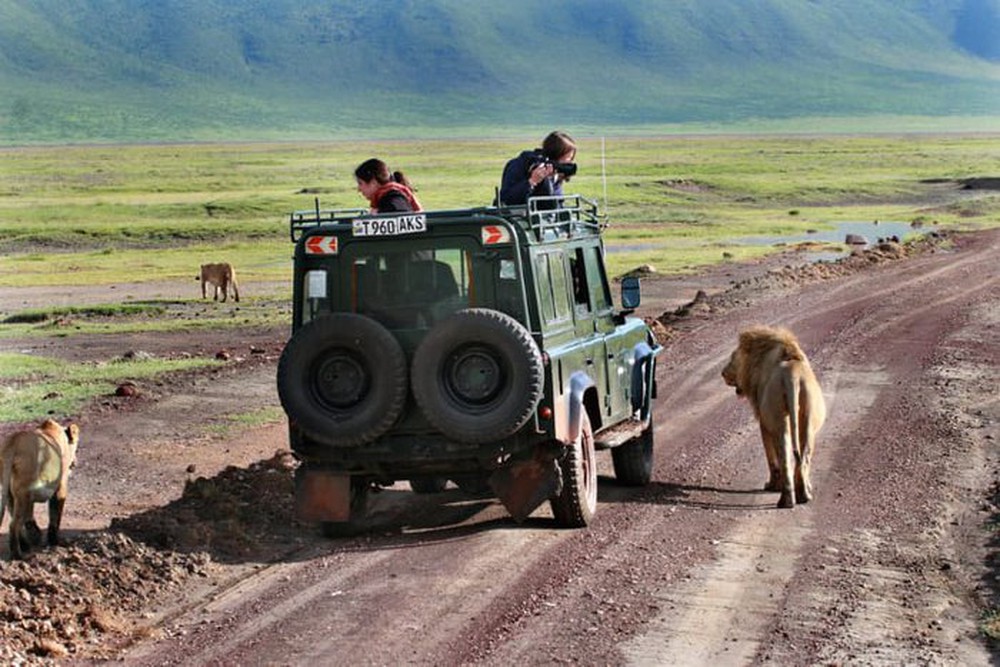 Tại sao sư tử không tấn công người trong xe safari? - Ảnh 3.