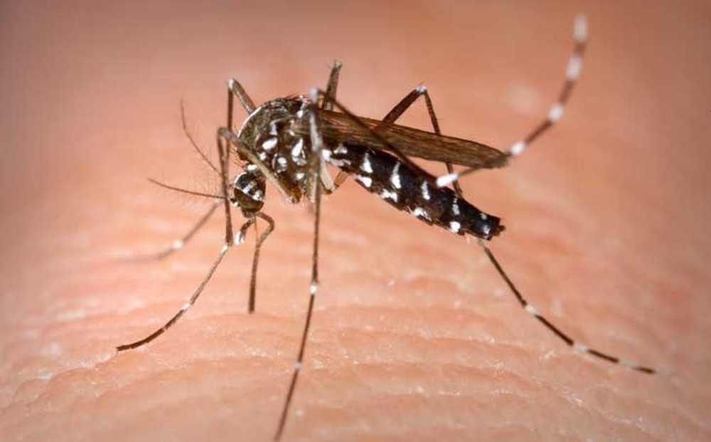 Bộ Y tế đề nghị giám sát chặt dịch bệnh sốt xuất huyết