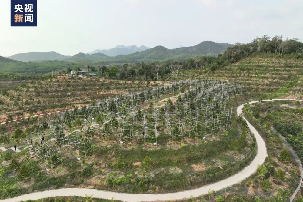 Trung Quốc ôm mộng trồng loại trái cây vua của Việt Nam và láng giềng: Có cạnh tranh được với ASEAN? - Ảnh 2.