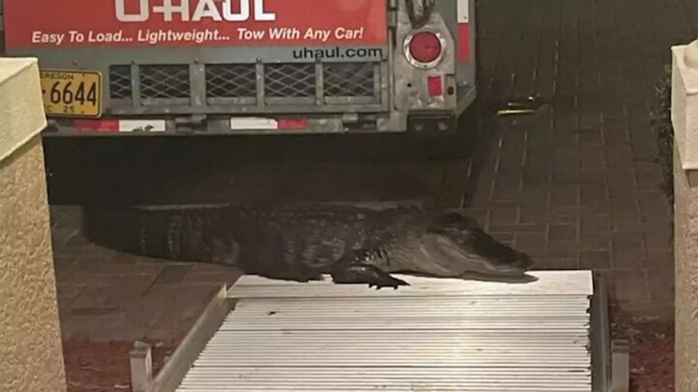 Cá sấu gần 3 mét gõ cửa cắn người - Ảnh 1.