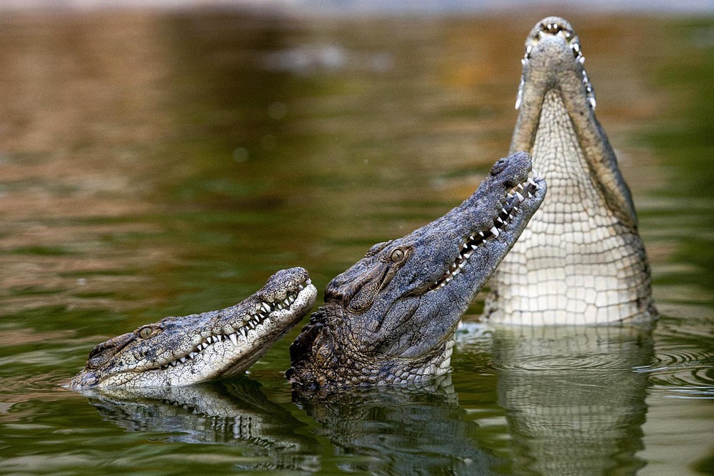 Tại sao lại có 12.000 con cá sấu sông Nile sinh sống trong hồ giữa sa mạc? - Ảnh 7.