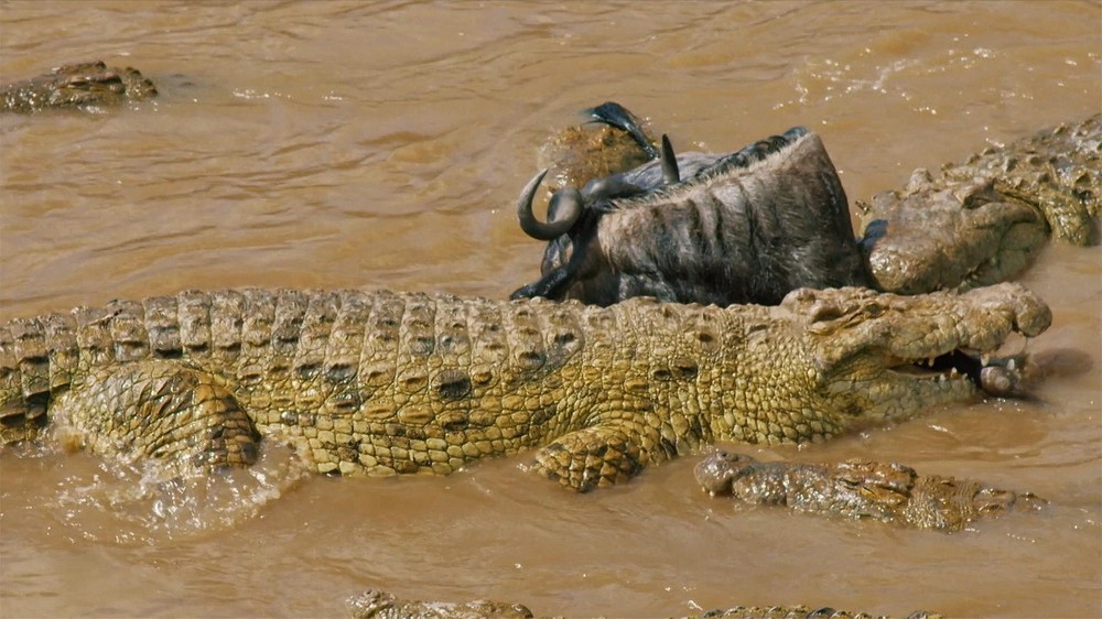 Tại sao lại có 12.000 con cá sấu sông Nile sinh sống trong hồ giữa sa mạc? - Ảnh 5.