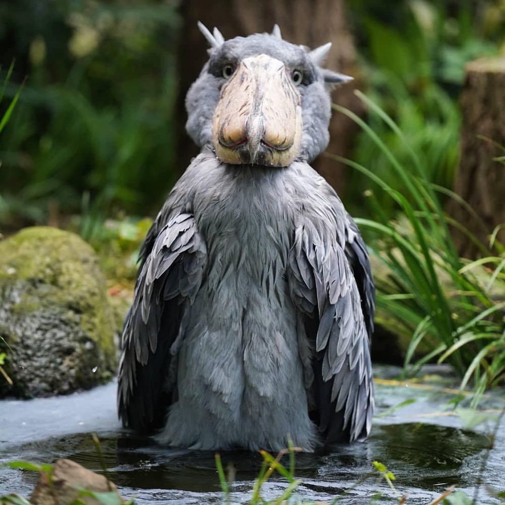 Cò Shoebill: Nhìn xấu xí nhưng lại ăn thịt được cả linh dương và cá sấu - Ảnh 5.