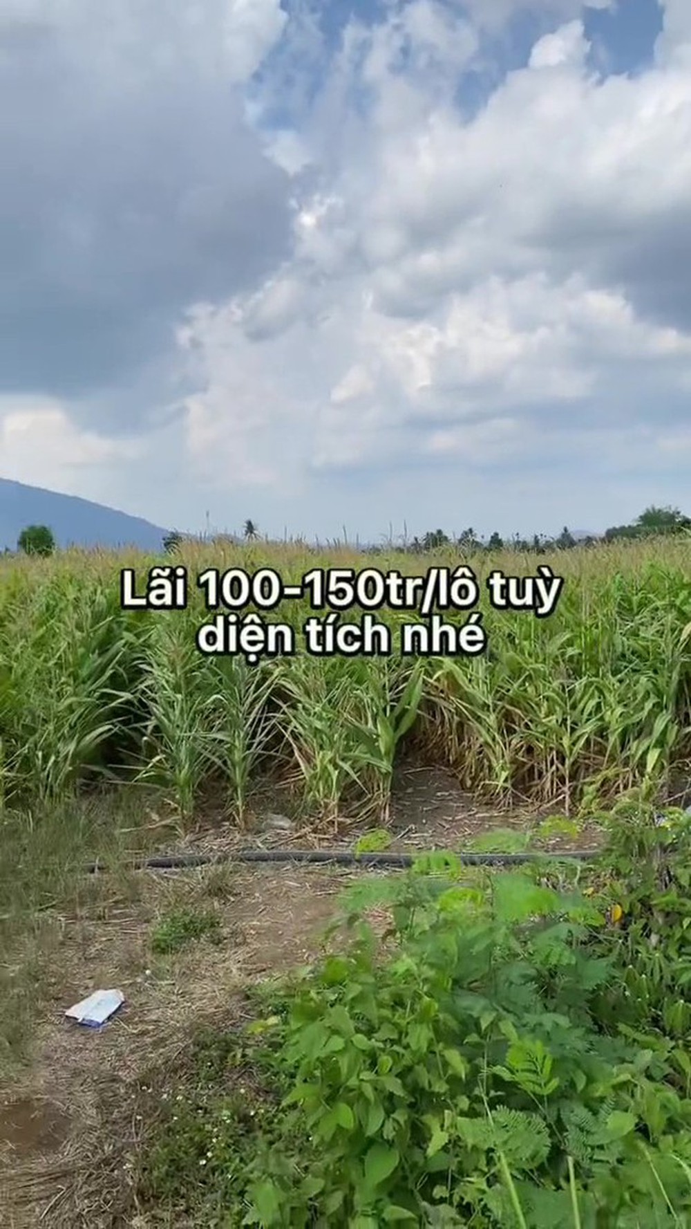 “Chuyên gia tài chính” sàn B.O, nhà đầu tư BĐS khoe kiếm 500 triệu/tháng trên TikTok: Làm ít mà muốn có ăn, thì chỉ là ăn cú lừa!