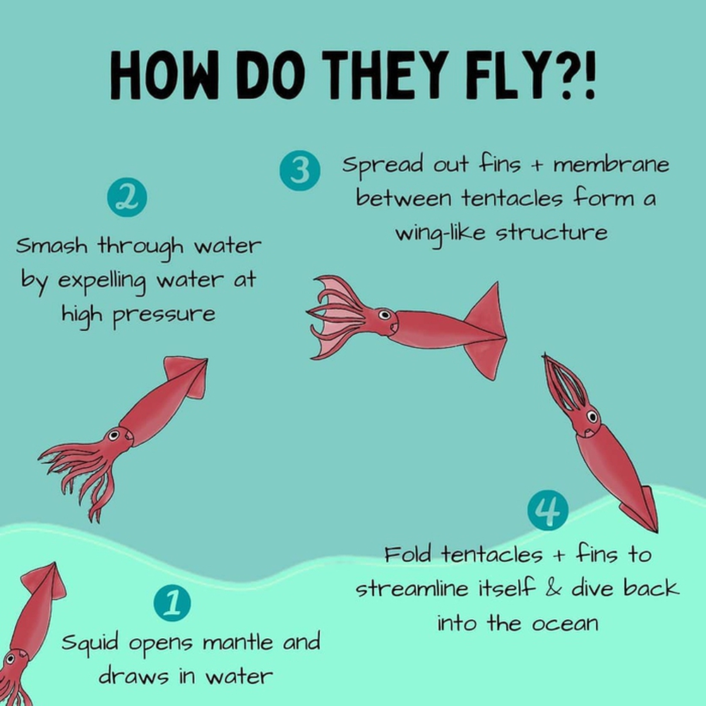 Loài mực không chỉ bơi dưới biển mà còn có thể bay trên không trung - Ảnh 5.