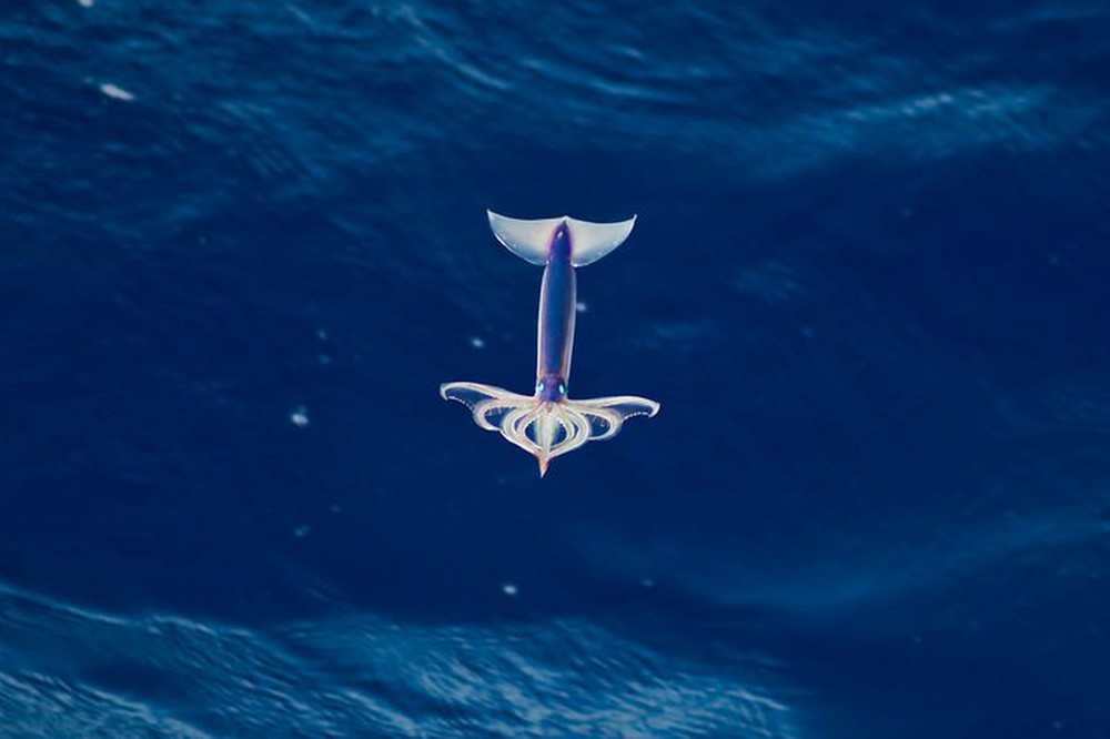 Loài mực không chỉ bơi dưới biển mà còn có thể bay trên không trung - Ảnh 4.