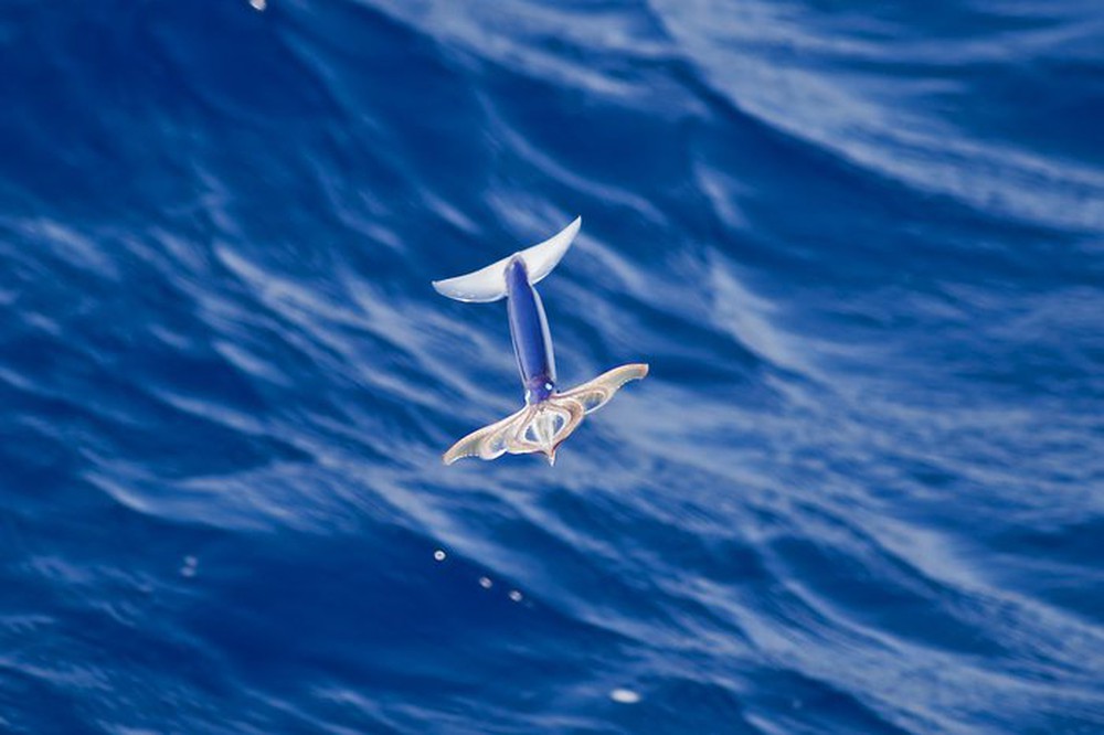 Loài mực không chỉ bơi dưới biển mà còn có thể bay trên không trung - Ảnh 1.