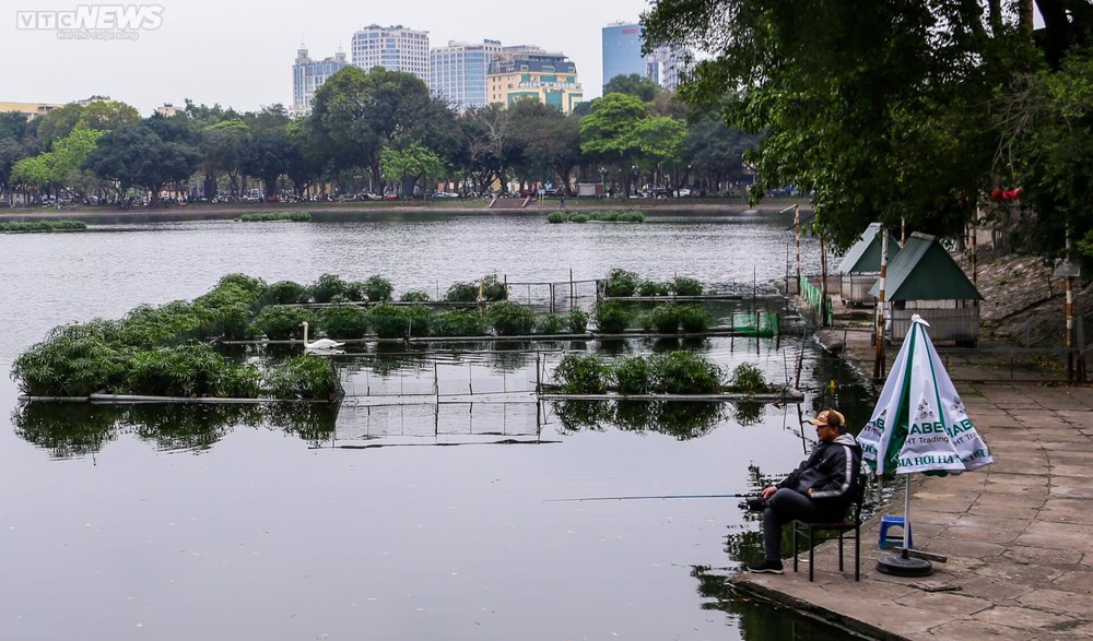 12 con thiên nga đầu tiên được Hà Nội thí điểm nuôi ở hồ Thiền Quang giờ ra sao? - Ảnh 8.