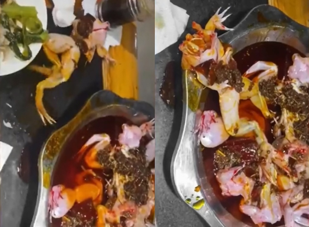 Vào nhà hàng chọn món, thực khách choáng váng khi thấy ếch cải tử hoàn sinh - Ảnh 2.