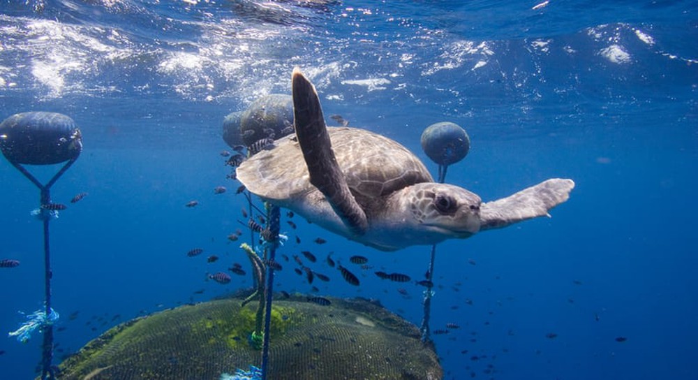 Bước đi lịch sử trong bảo vệ đa dạng sinh học đại dương - Ảnh 1.