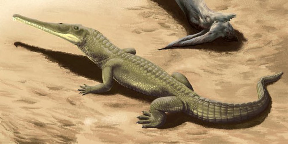 Ấn Độ: Khủng long lai cá sấu dài 8 m hiện hình sau 200 triệu năm tuyệt tích - Ảnh 3.