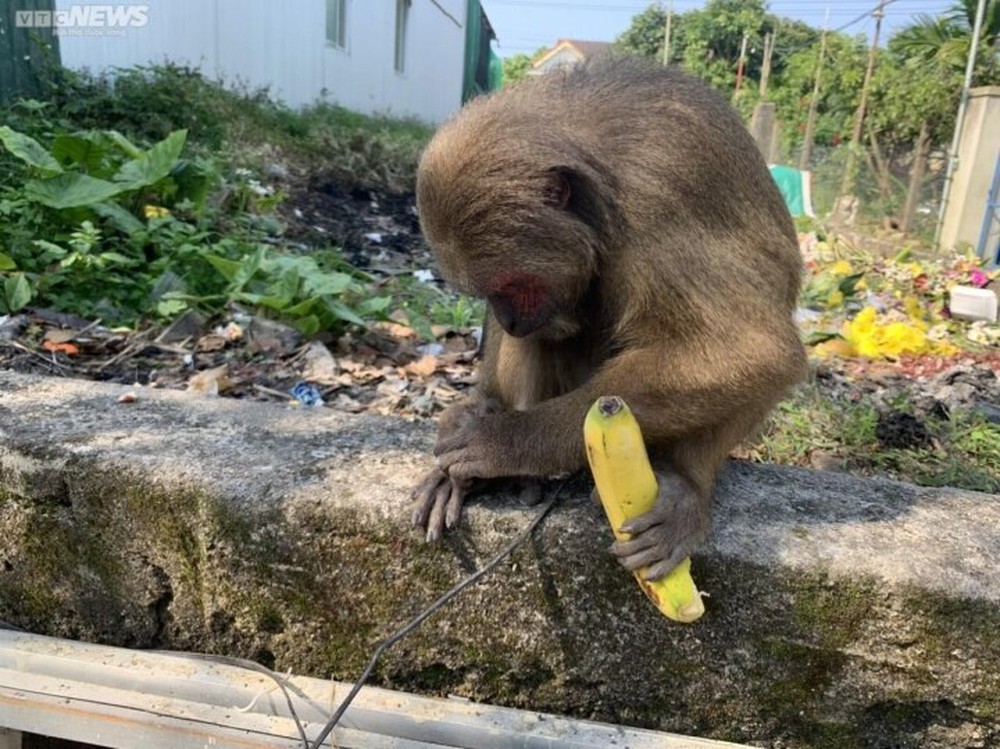 Phát hiện khỉ mặt đỏ quý hiếm đi lạc vào khu dân cư ở Thừa Thiên - Huế - Ảnh 1.