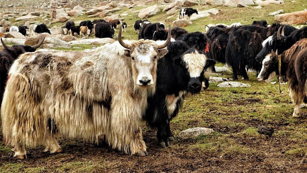 Vì sao bò Tây Tạng lại được coi là báu vật của vùng cao nguyên? - Ảnh 10.