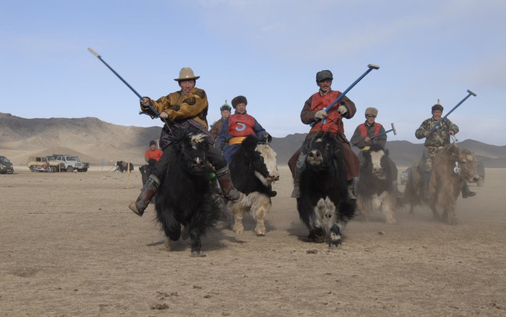 Vì sao bò Tây Tạng lại được coi là báu vật của vùng cao nguyên? - Ảnh 1.