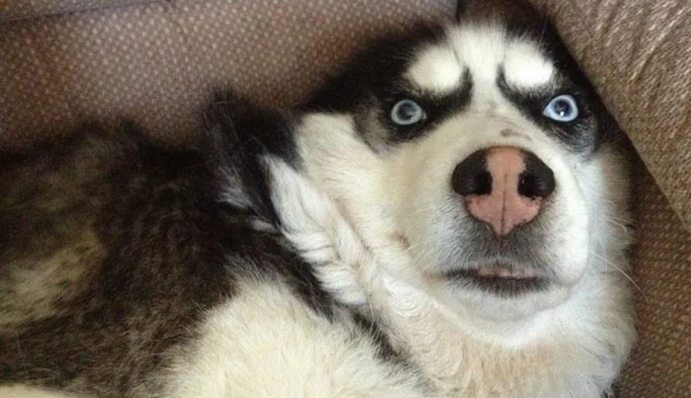 Tin tưởng để chó Husky giao nhẫn trong ngày cưới, chủ nhân tăng xông với màn thực hành của chó cưng