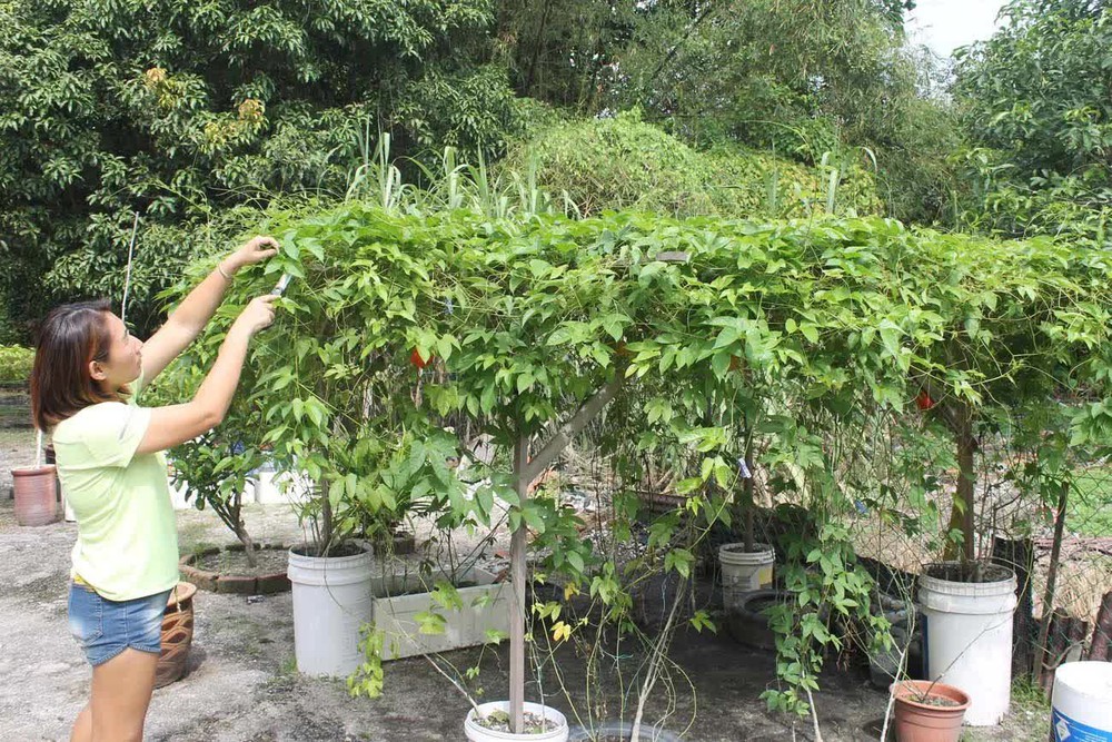 Người nước ngoài phát cuồng loại quả từ thiên đường của Việt Nam: Nâng niu như báu vật, khó mấy cũng trồng bằng được - Ảnh 3.
