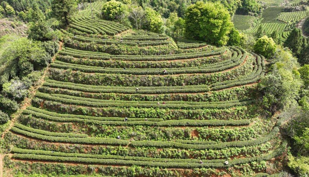 ‘Vàng xanh’ tràn lan trên núi, Trung Quốc đem đi xuất khẩu khắp thế giới - Ảnh 2.