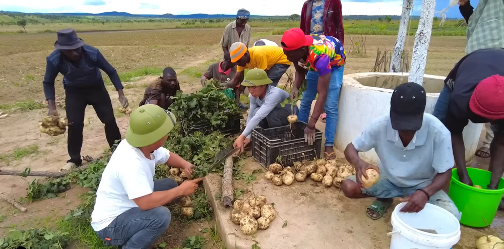 Một loại củ ở Việt Nam bán rẻ đầy chợ, team Quang Linh Vlogs trồng bán ở Angola cao gấp 5 lần - Ảnh 1.