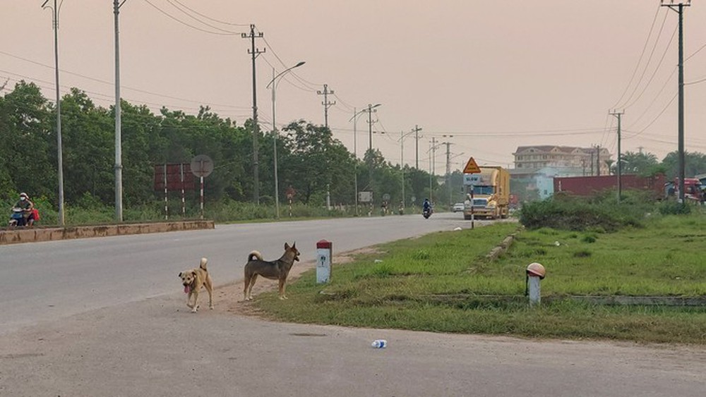 Nữ cán bộ thú y bị chó dại tấn công - Ảnh 1.