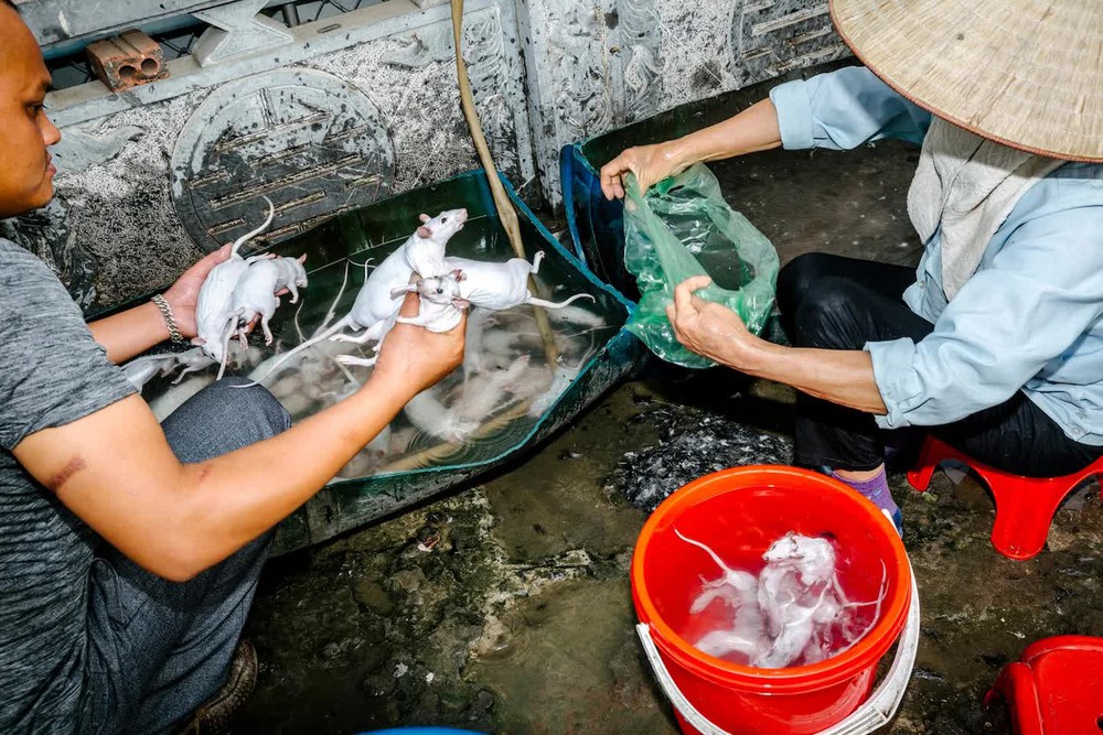 Tạp chí Mỹ ấn tượng mạnh với đặc sản ít ai dám ăn ở Việt Nam: Món khoái khẩu của dân địa phương, vào vụ mùa cả làng cùng đi săn mới kịp bán - Ảnh 5.