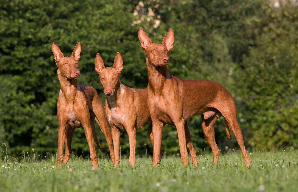 Chó săn truy đuổi, kangaroo lao xuống hồ nước rồi bất ngờ phản công bằng đòn hiểm - Ảnh 2.