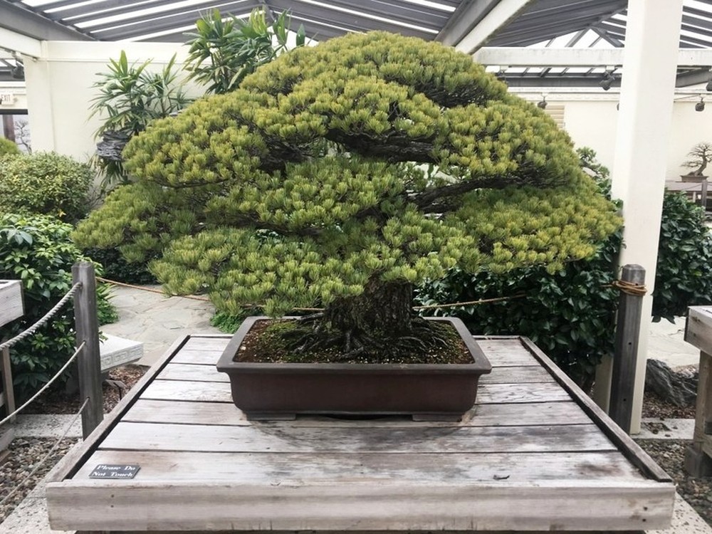 Ngắm cây bonsai gần 400 tuổi vượt qua vụ đánh bom Hiroshima - Ảnh 1.