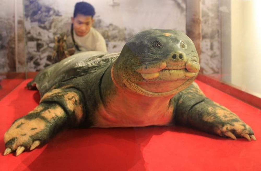 Xác rùa Hoàn Kiếm ở hồ Đồng Mô sẽ được bảo quản thế nào? - Ảnh 3.
