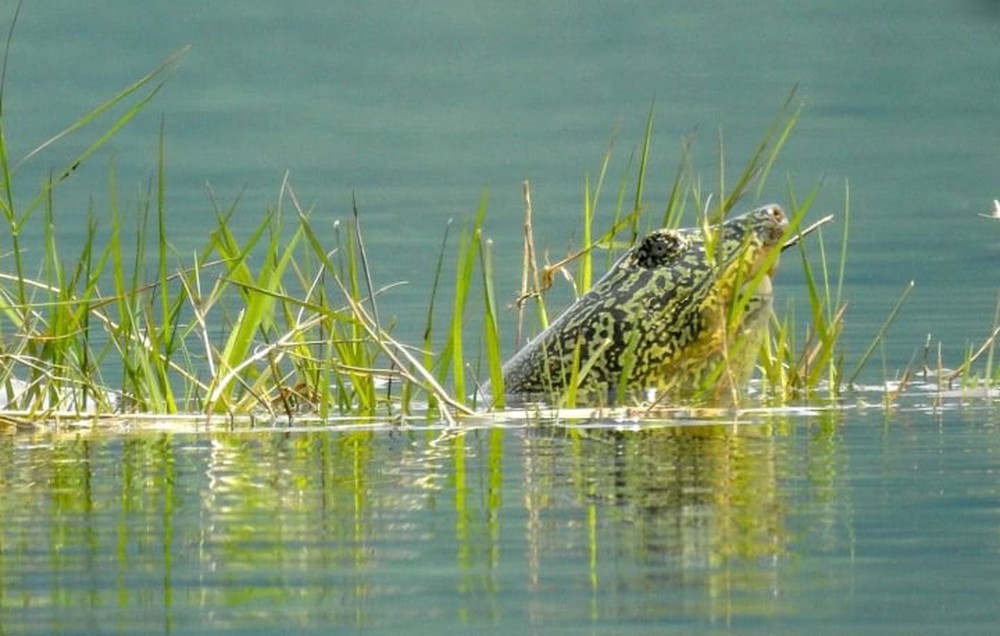Xác rùa Hoàn Kiếm ở hồ Đồng Mô sẽ được bảo quản thế nào? - Ảnh 1.