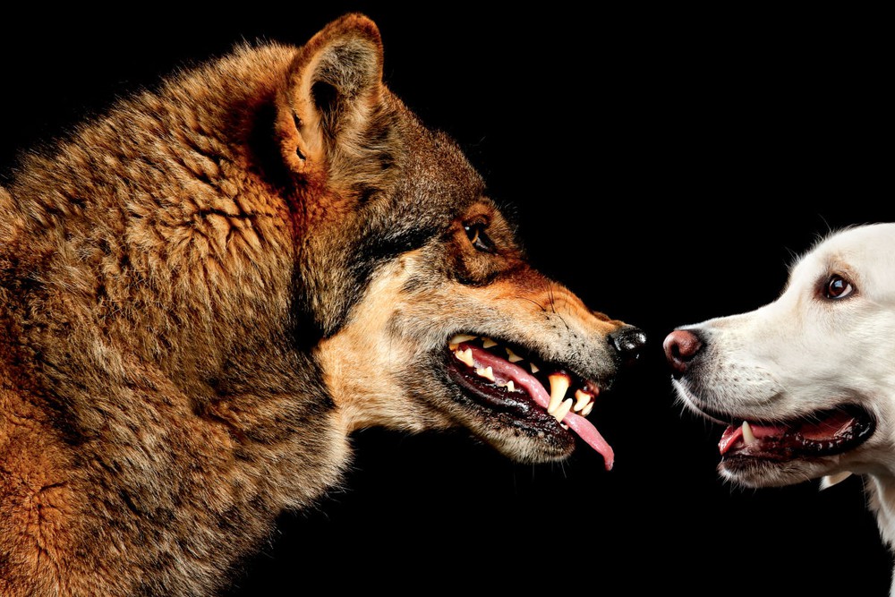 Điều gì xảy ra nếu đặt chó con bên cạnh một con sói mới sinh? - Ảnh 4.