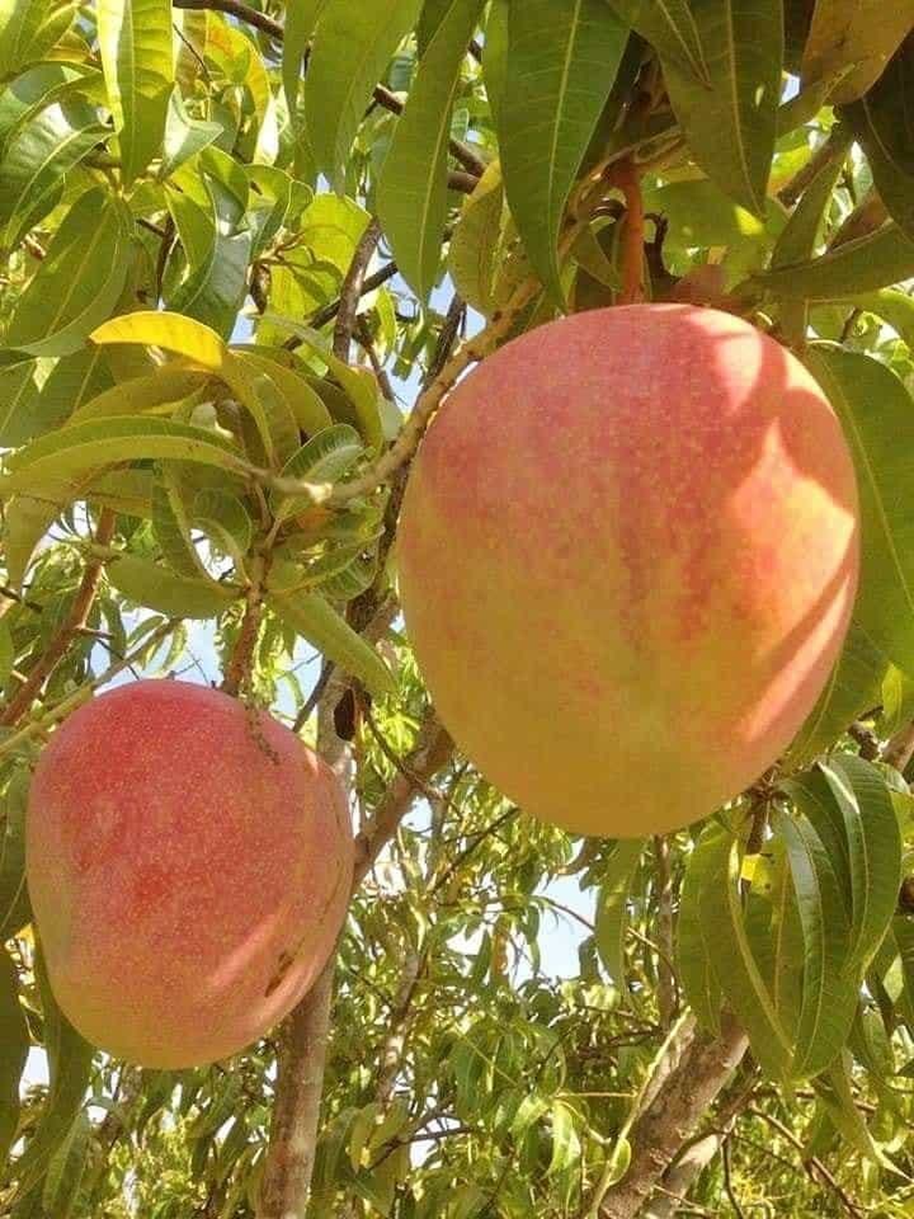 Ngỡ ngàng với cây xoài lúc lắc trĩu quả, màu sắc độc lạ được dân tình nhận định “đẹp nhất Việt Nam”