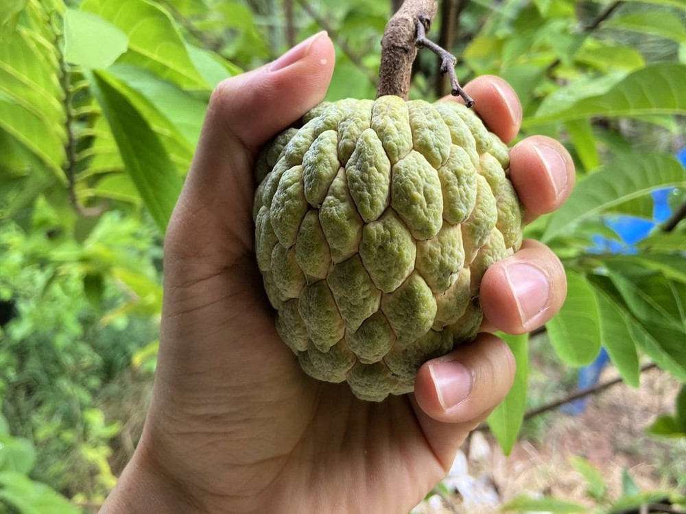 Chuyên trang du lịch nêu 8 loại quả ngon nhất của Việt Nam: Quả được mệnh danh là vua trái cây lại khiến nhiều người e ngại - Ảnh 3.