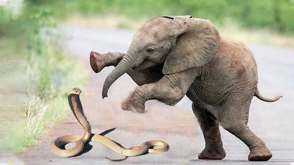 Liệu rắn hổ mang chúa có thể cắn chết được voi châu Phi? - Ảnh 1.