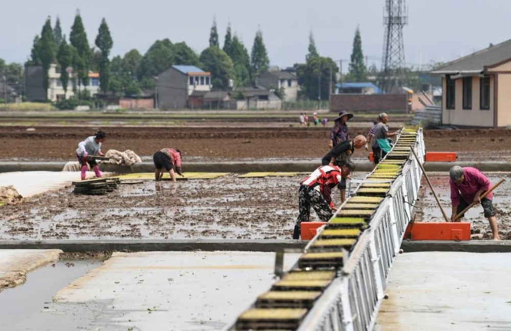 Trung Quốc mài sắc vũ khí để bảo vệ nền nông nghiệp, các nước xuất khẩu gạo cũng phải dè chừng - Ảnh 1.