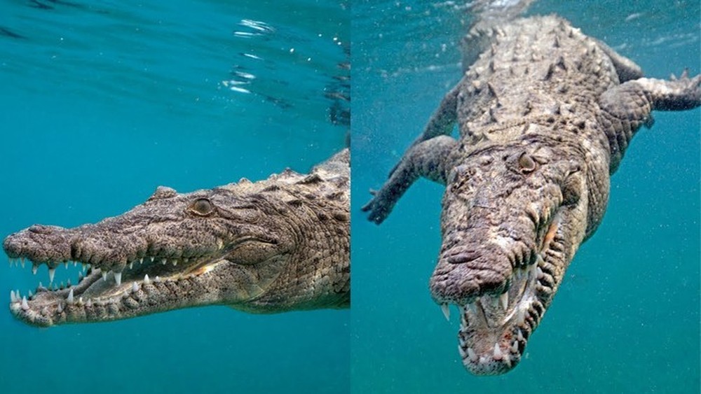 Nếu cá sấu và cá mập trắng lớn gặp nhau, loài nào sẽ sống sót cuối cùng? - Ảnh 7.