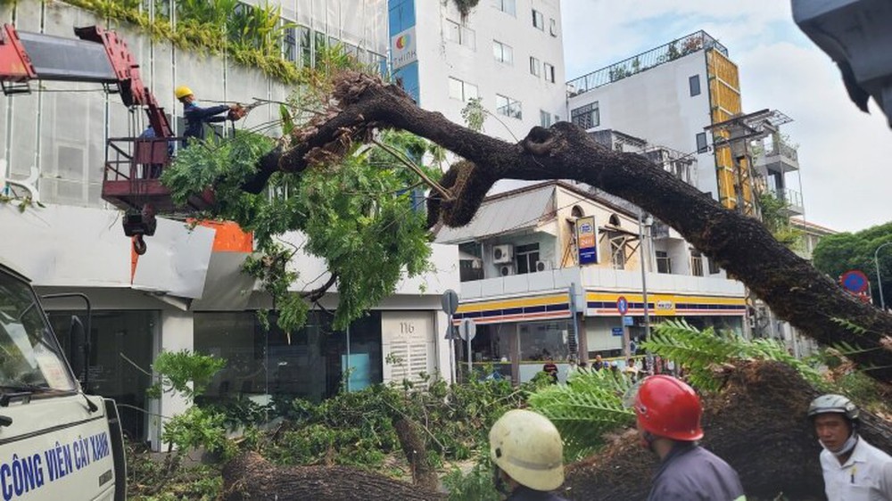 Lãnh đạo TP.HCM yêu cầu xác định trách nhiệm vụ cây đổ trong trường học - Ảnh 1.