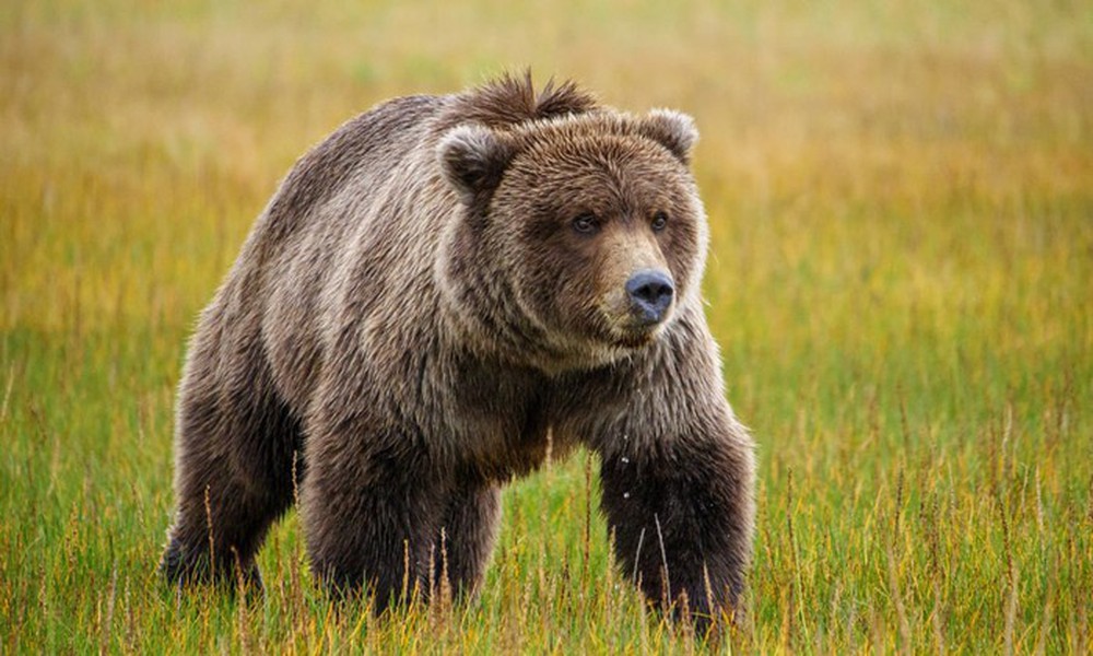 Tại sao lại có những con gấu xám nặng tới gần 1 tấn? - Ảnh 7.