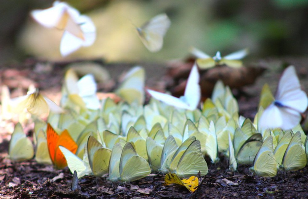 Ngắm bướm bay tuyệt đẹp rợp vườn quốc gia Cúc Phương - Ảnh 8.