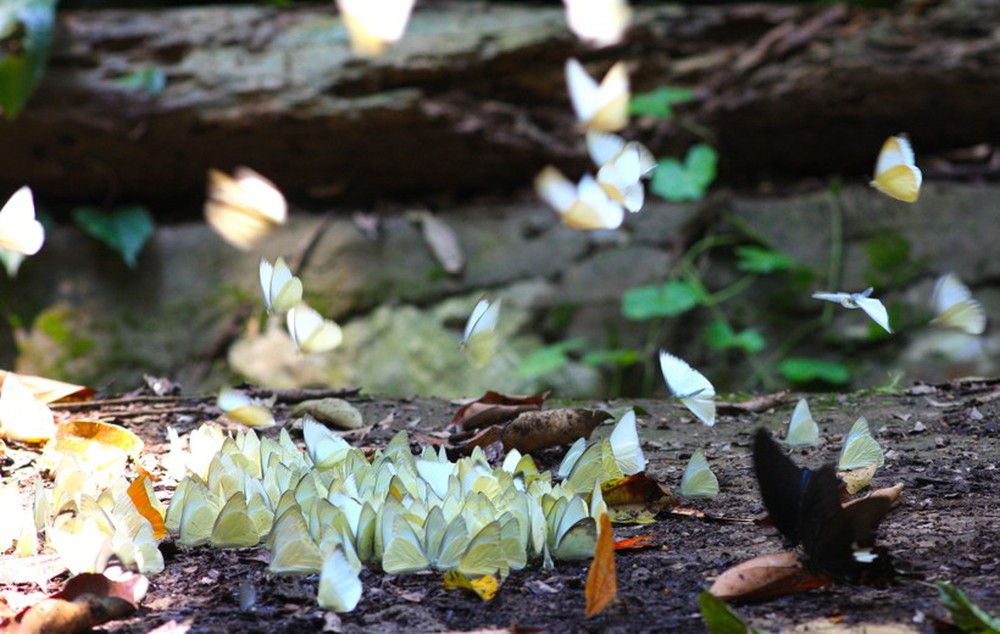 Ngắm bướm bay tuyệt đẹp rợp vườn quốc gia Cúc Phương - Ảnh 7.