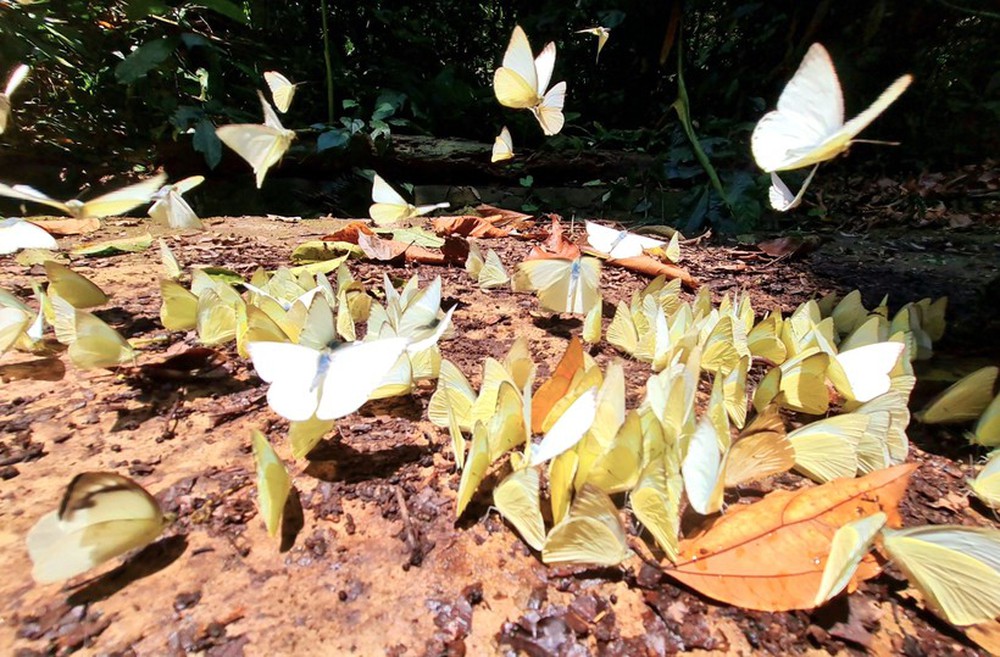 Ngắm bướm bay tuyệt đẹp rợp vườn quốc gia Cúc Phương - Ảnh 6.