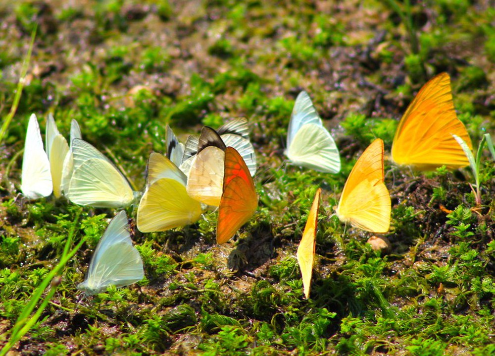 Ngắm bướm bay tuyệt đẹp rợp vườn quốc gia Cúc Phương - Ảnh 4.