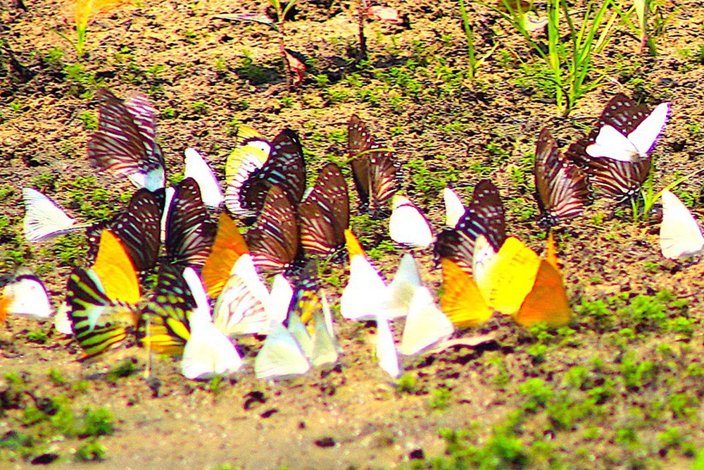 Ngắm bướm bay tuyệt đẹp rợp vườn quốc gia Cúc Phương - Ảnh 3.