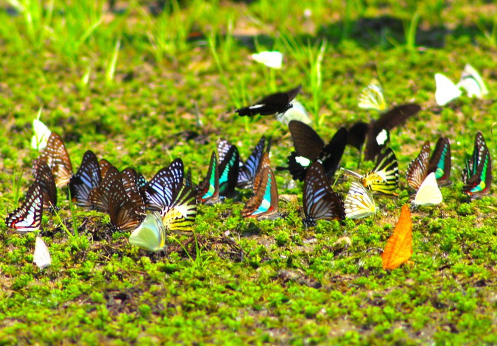 Ngắm bướm bay tuyệt đẹp rợp vườn quốc gia Cúc Phương - Ảnh 2.