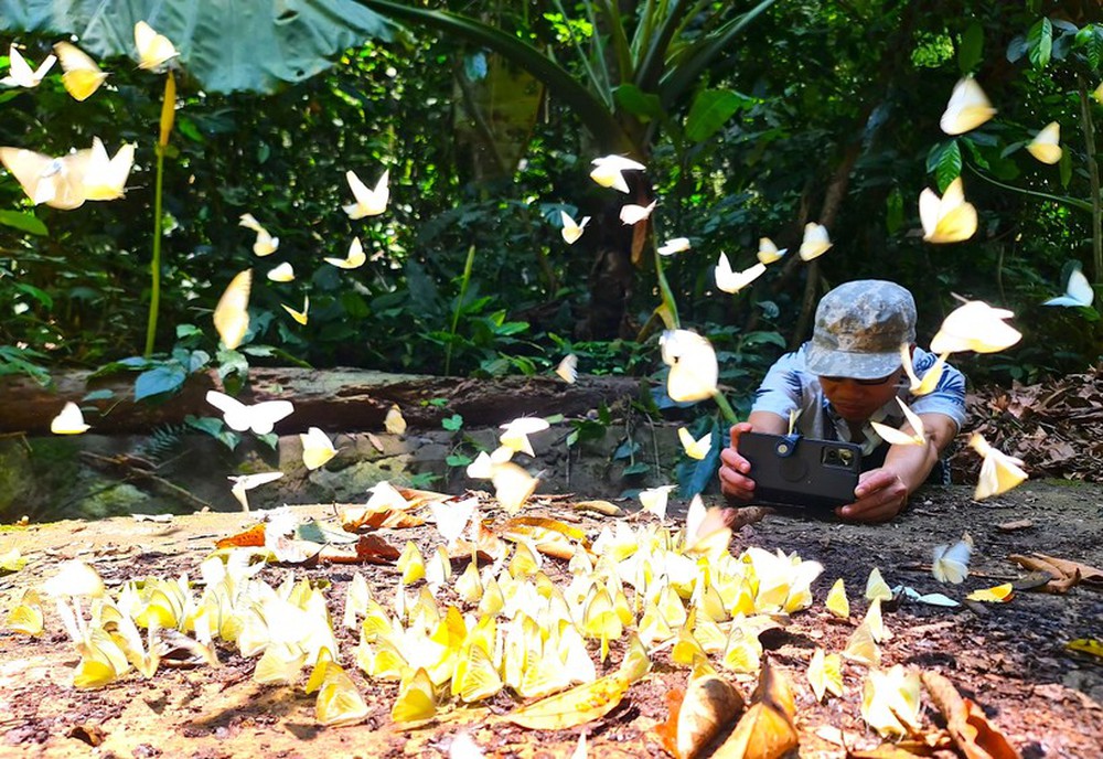 Ngắm bướm bay tuyệt đẹp rợp vườn quốc gia Cúc Phương - Ảnh 16.