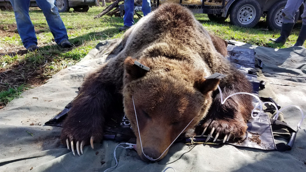 Tại sao lại có những con gấu xám nặng tới gần 1 tấn? - Ảnh 5.