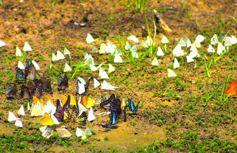 Ngắm bướm bay tuyệt đẹp rợp vườn quốc gia Cúc Phương - Ảnh 15.