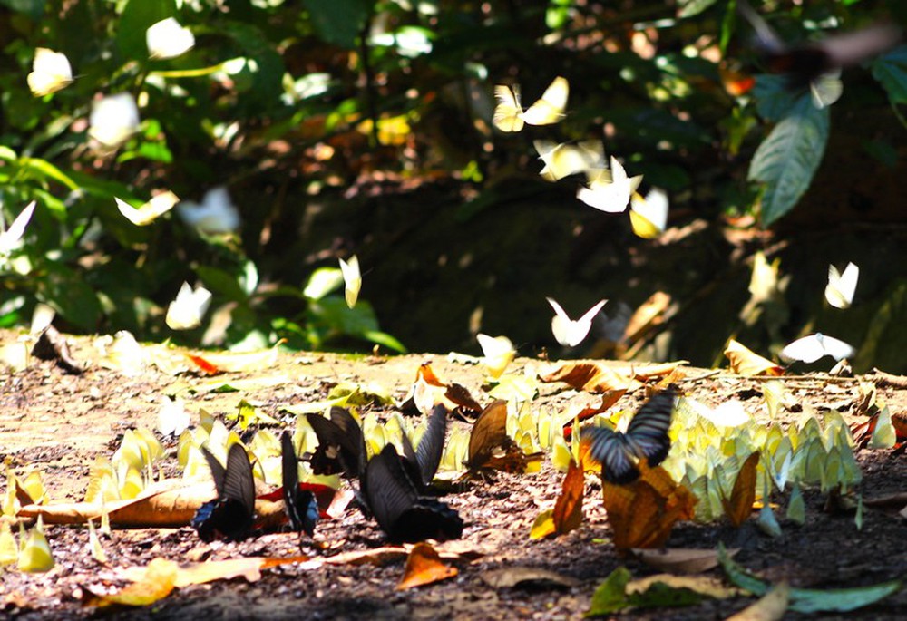 Ngắm bướm bay tuyệt đẹp rợp vườn quốc gia Cúc Phương - Ảnh 14.